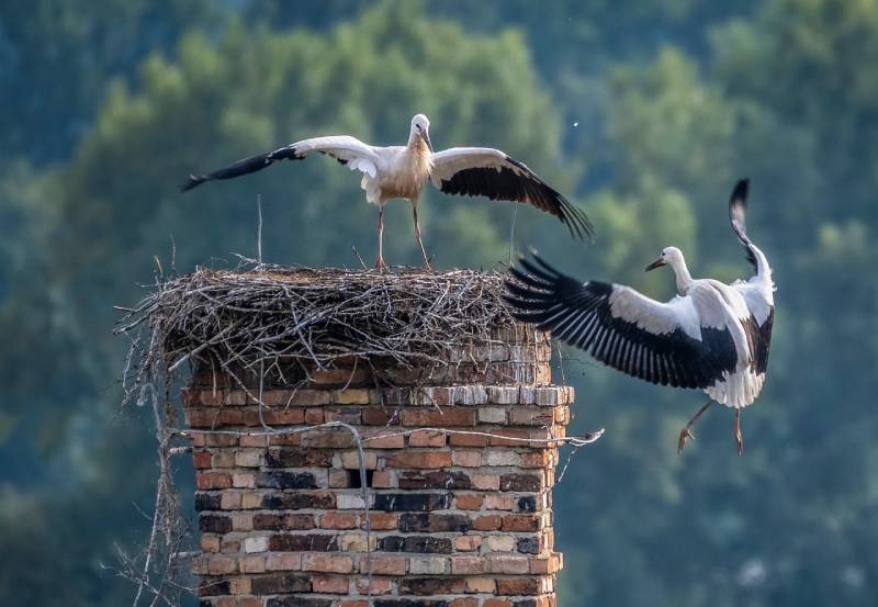 Professional Chimney Animal Removal Services in Malibu, California